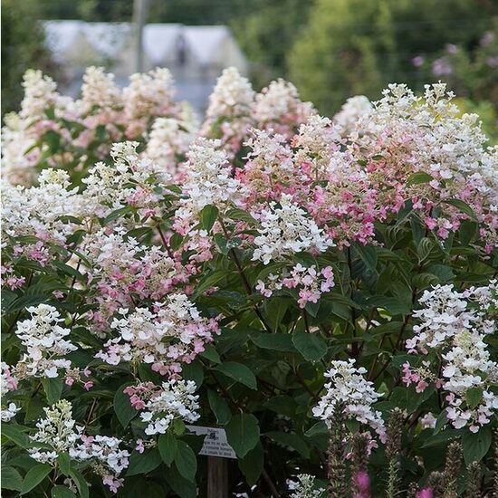 HORTENZIJA ŠLUOTELINĖ TICKLED PINK 'HYPMAD II' PBR C3